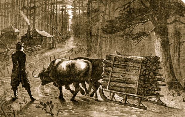 Oxen were the preferred beast of burden